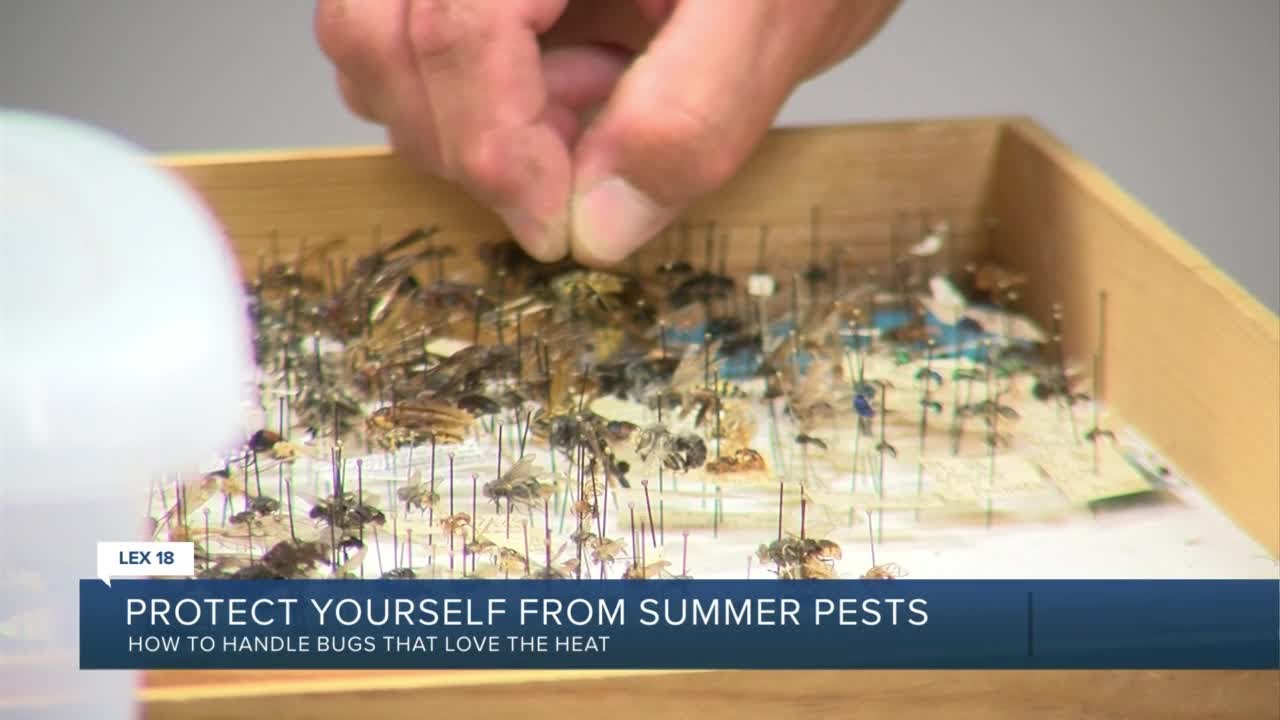 Protect yourself from summer pests