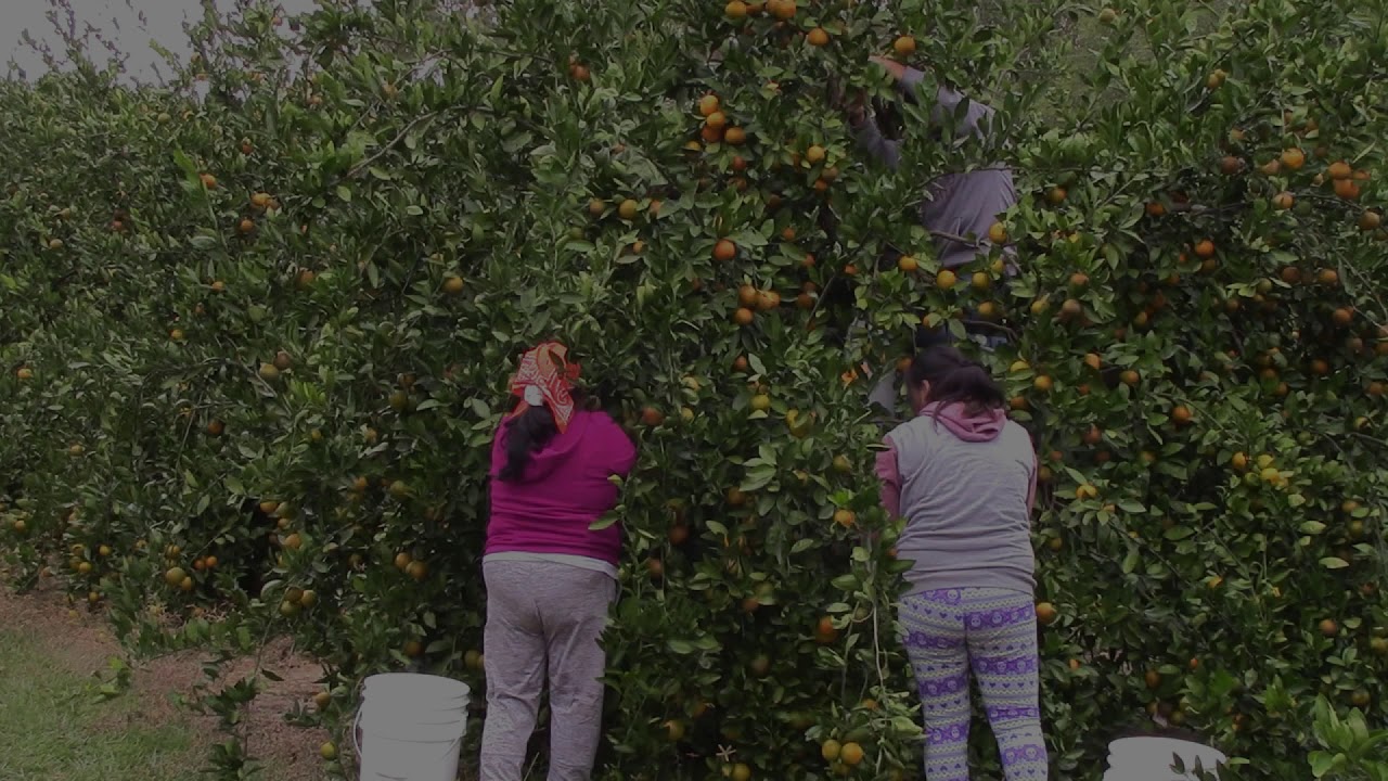 Satsuma Mandarin Harvest