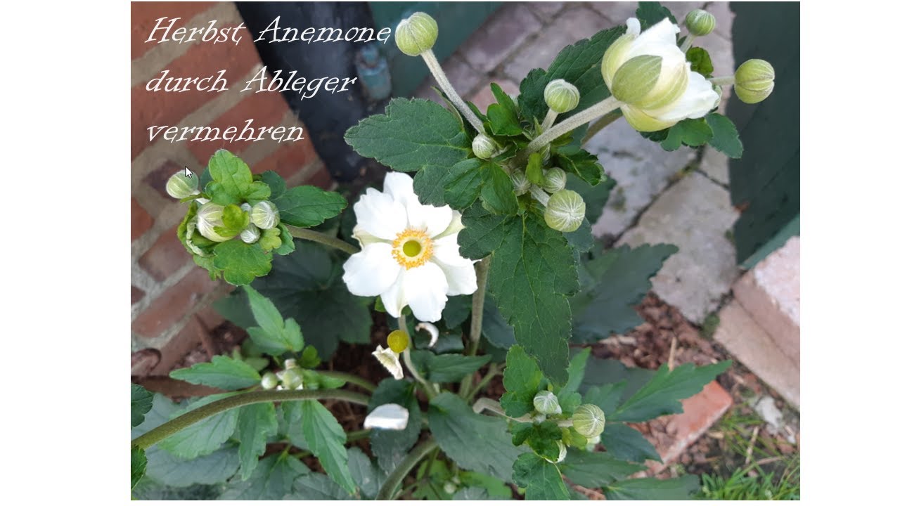 Herbst Anemone durch Ableger vermehren.