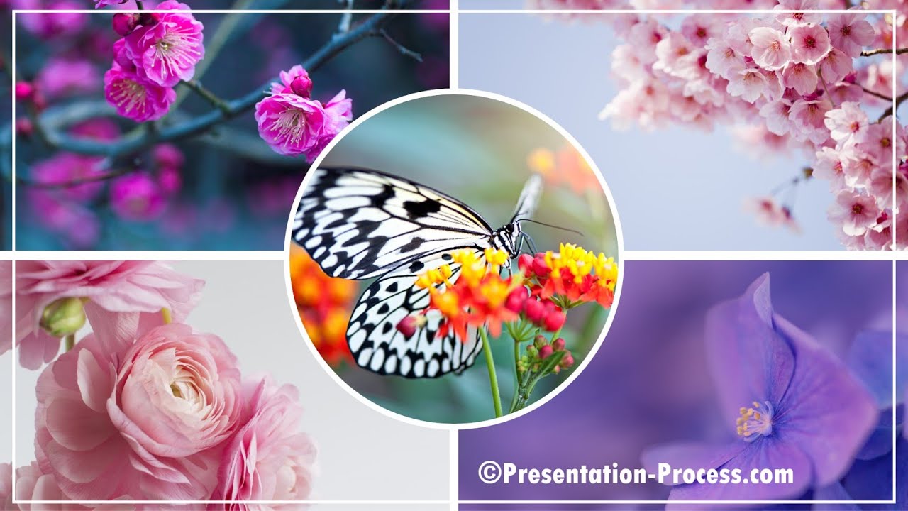 Easy Animated Photo Collage Template in PowerPoint