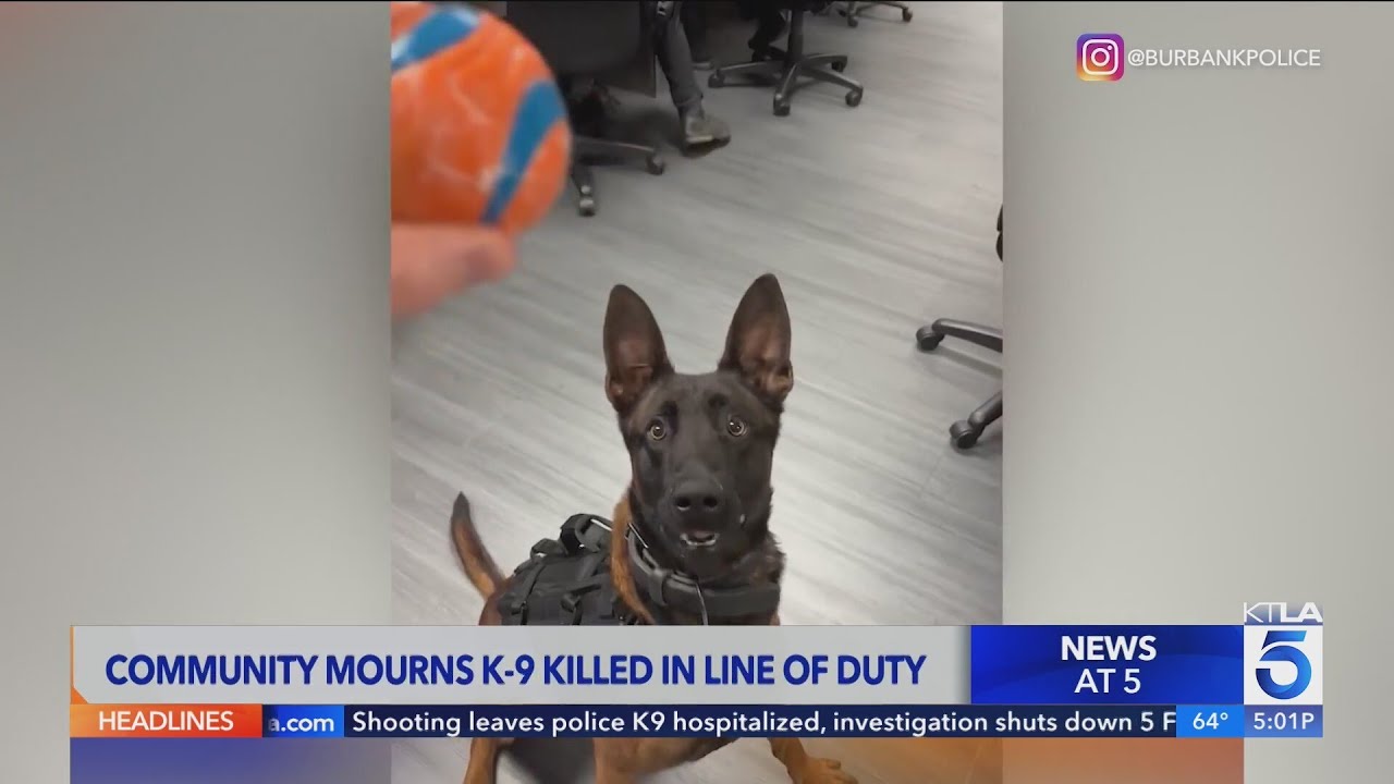 Burbank Police Department K9 shot, killed on 5 Freeway