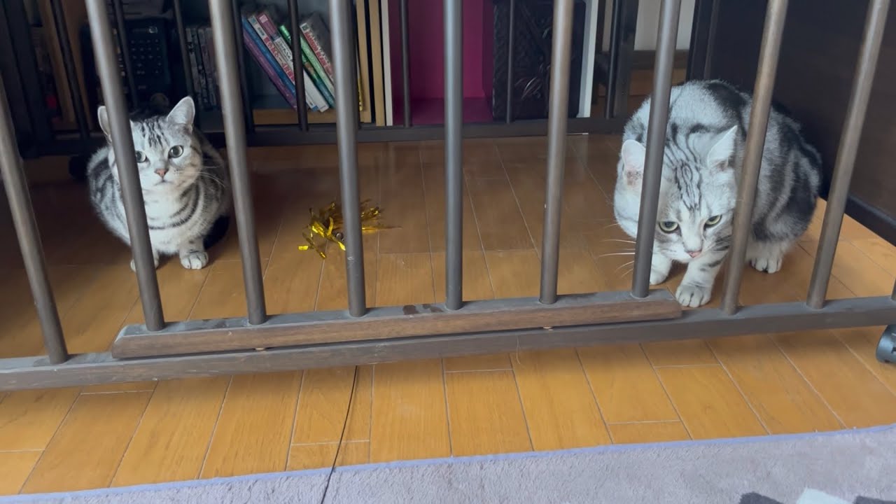 檻の中じゃないよ！自分から入ったから出てこれるよ