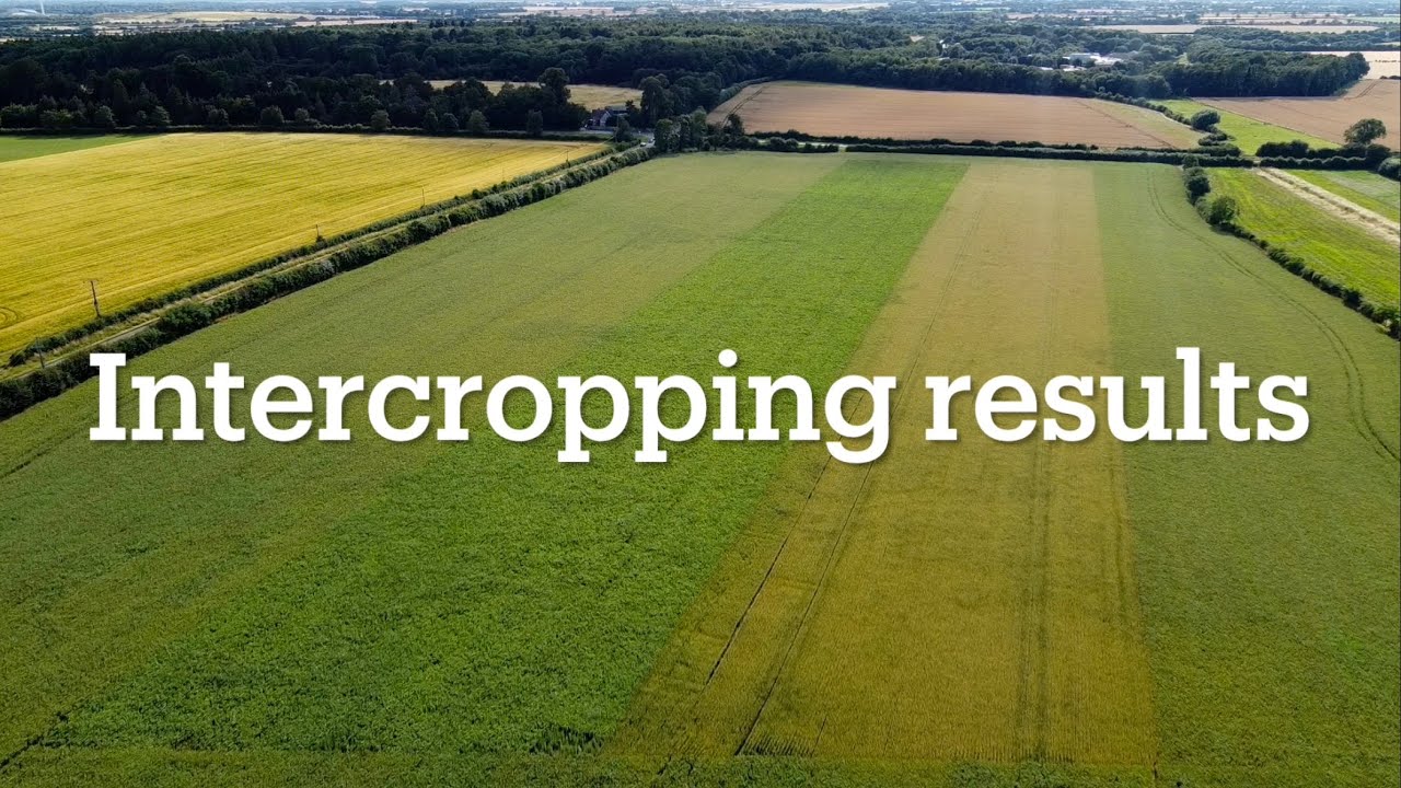BenAdamsAgri - Intercropping results - featuring special guest