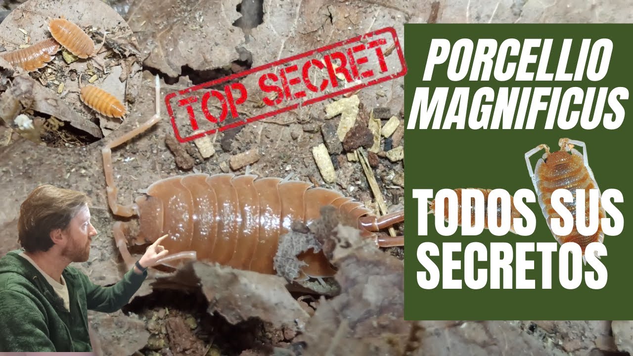PORCELLIO MAGNIFICUS todos sus secretos para criarlo | visto a la lupa