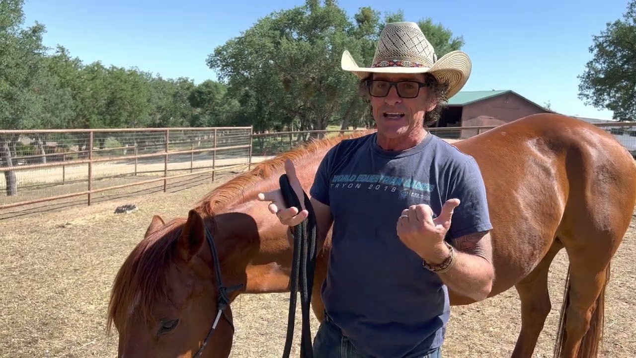 The Benefits of Haltering Your Horse Correctly
