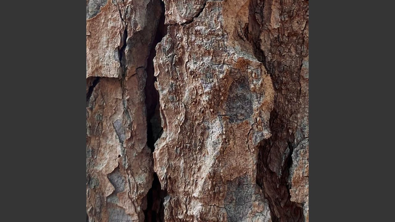 Febandha Matches to the Family Tree