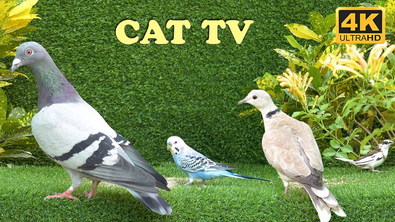 Pigeons, Finches, Doves & Parrots for Cats & Dogs to Watch - 10 Hours Cat and Dog TV
