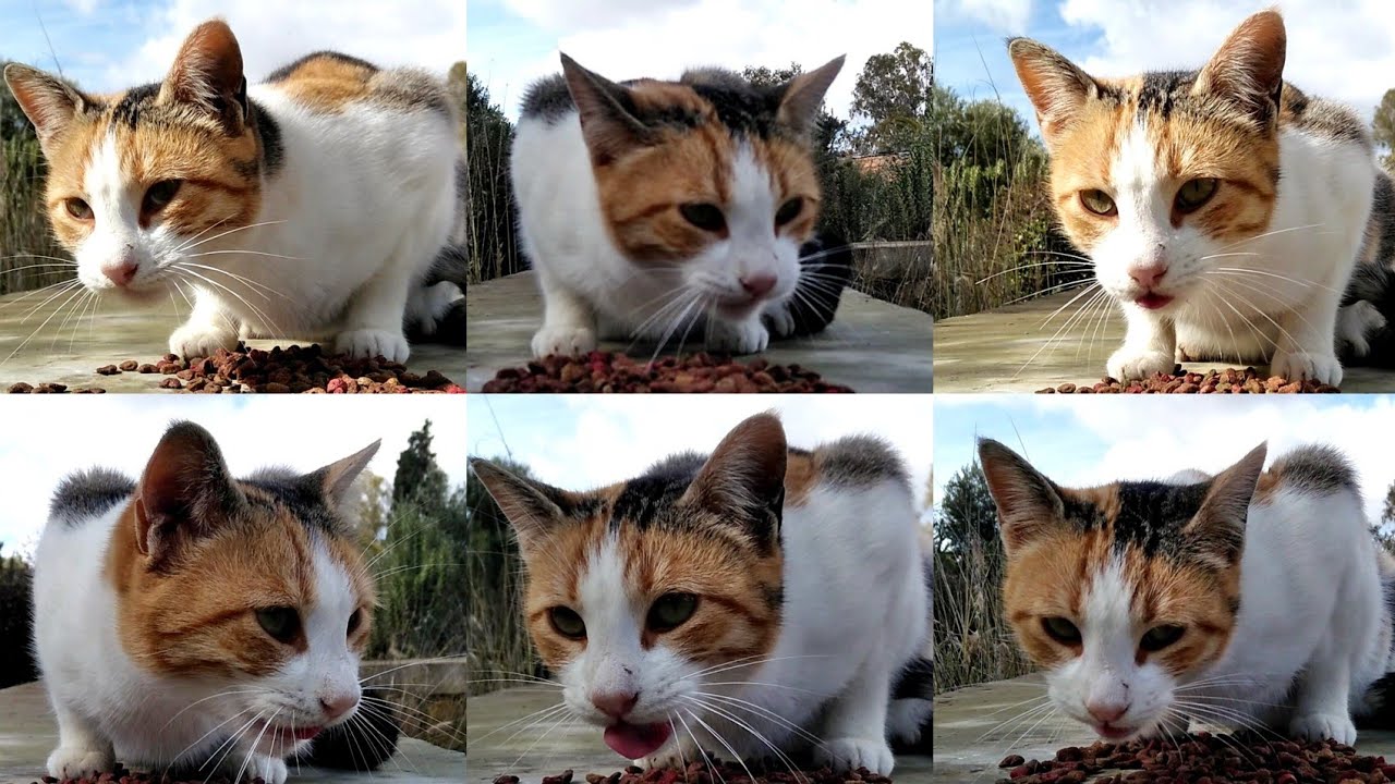 We Have A New Furry Friend Who Got Her Food