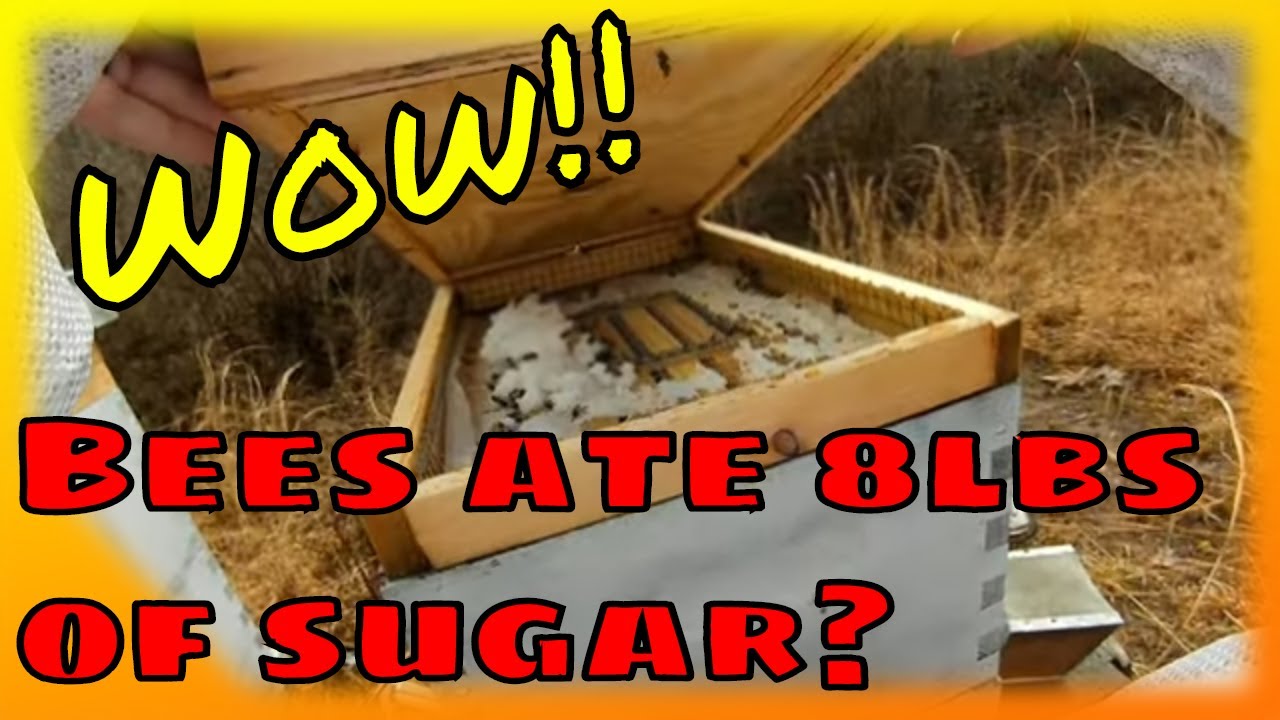 Early spring bee hive inspection in West Virginia