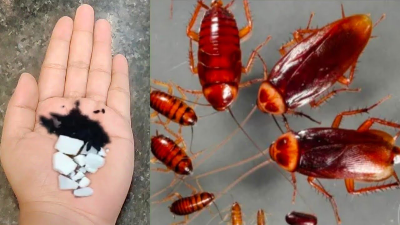 మీ ఇంట్లో బొద్దింకలు,ఈగలు,దోమలను శాశ్వతంగా  మాయం చేసే అద్భుతమైన టిప్..How to get rid of cockroaches