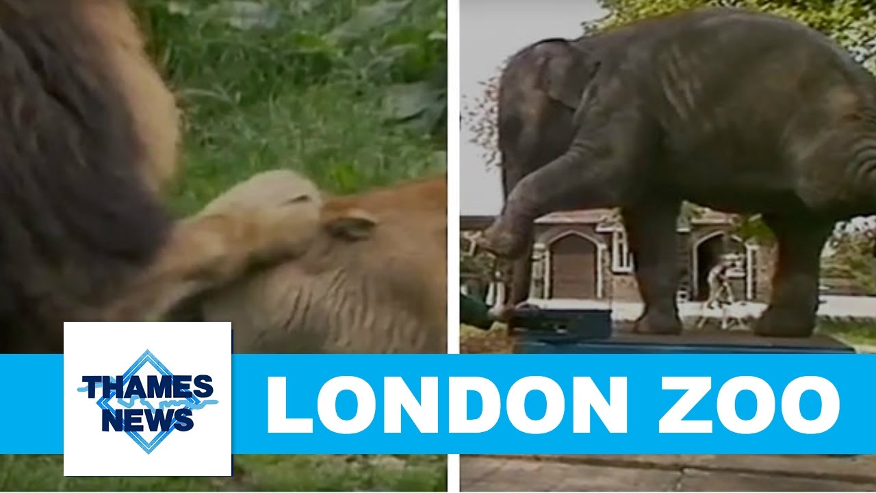 London Zoo Compilation Footage | Thames News