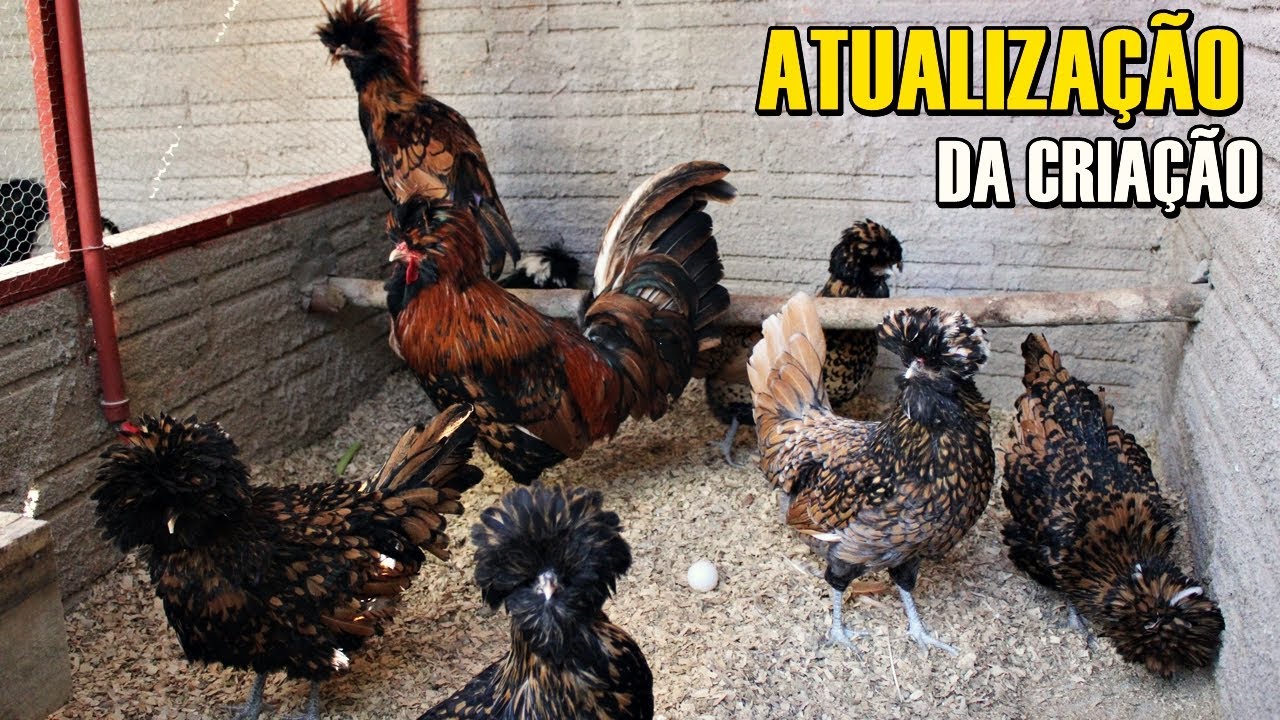 Mostrando toda a nossa criação de GALINHAS ORNAMENTAIS | Rancho LW - São Mateus do Sul PR