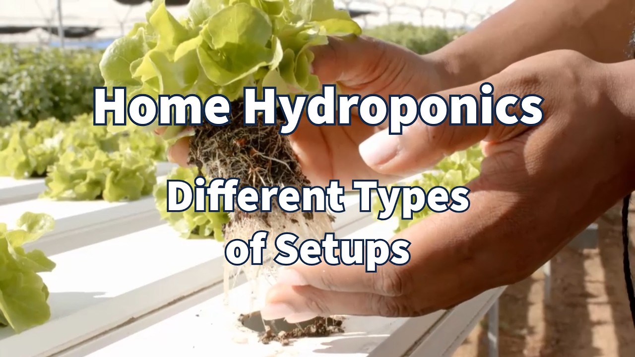 Home Hydroponics - Types of Setups (Part 1)