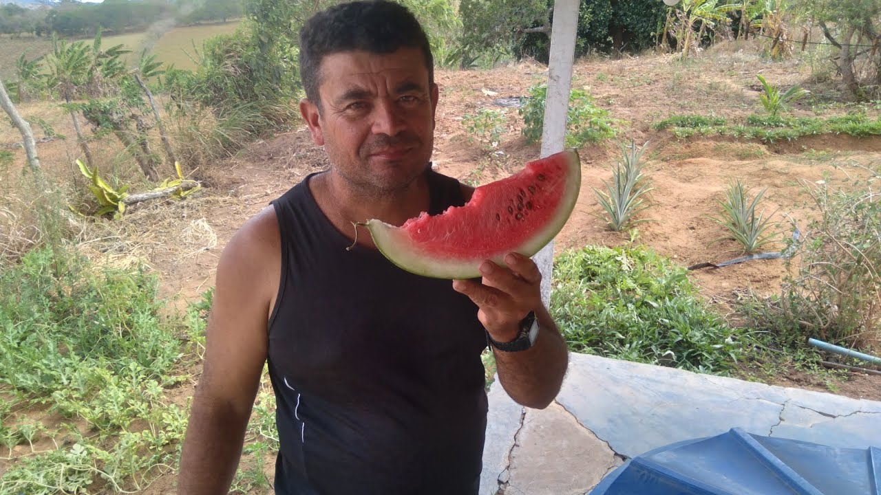 OLHEM A QUALIDADE DA MELANCIA QUE COLHEMOS NO ÚLTIMO VÍDEO+CAMINHADA MATINAL COM A CIDA!!!