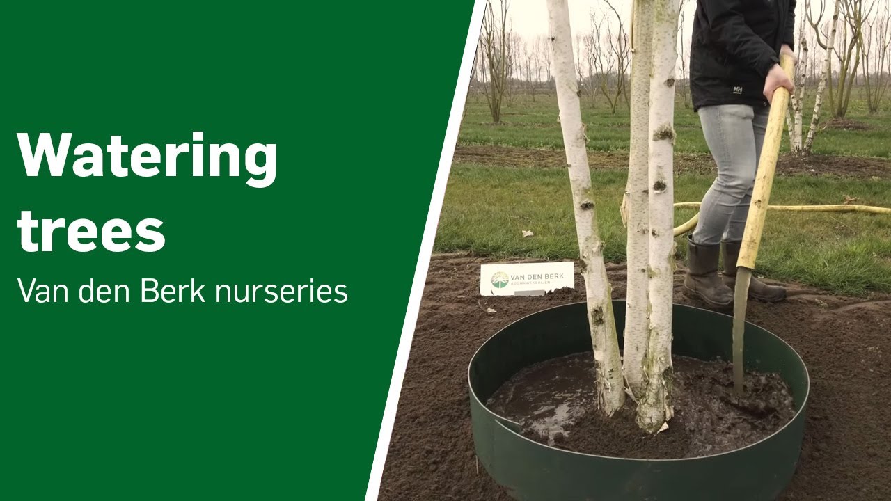 Watering trees: a practical guide