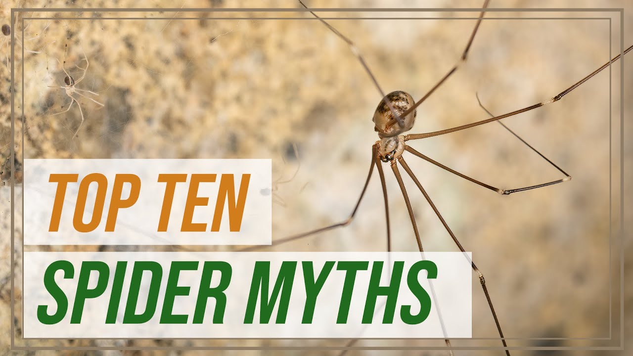 Top 10 spider myths | She's Got Legs