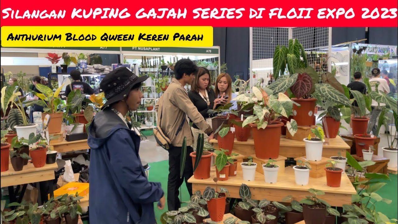 ANTHURIUM BLOOD QWEEN KEREN BANGETT DI FLOII EXPO 2023 📢 APEX FARMHOUSE X SIAPNANAM X TONOCUWARTONO