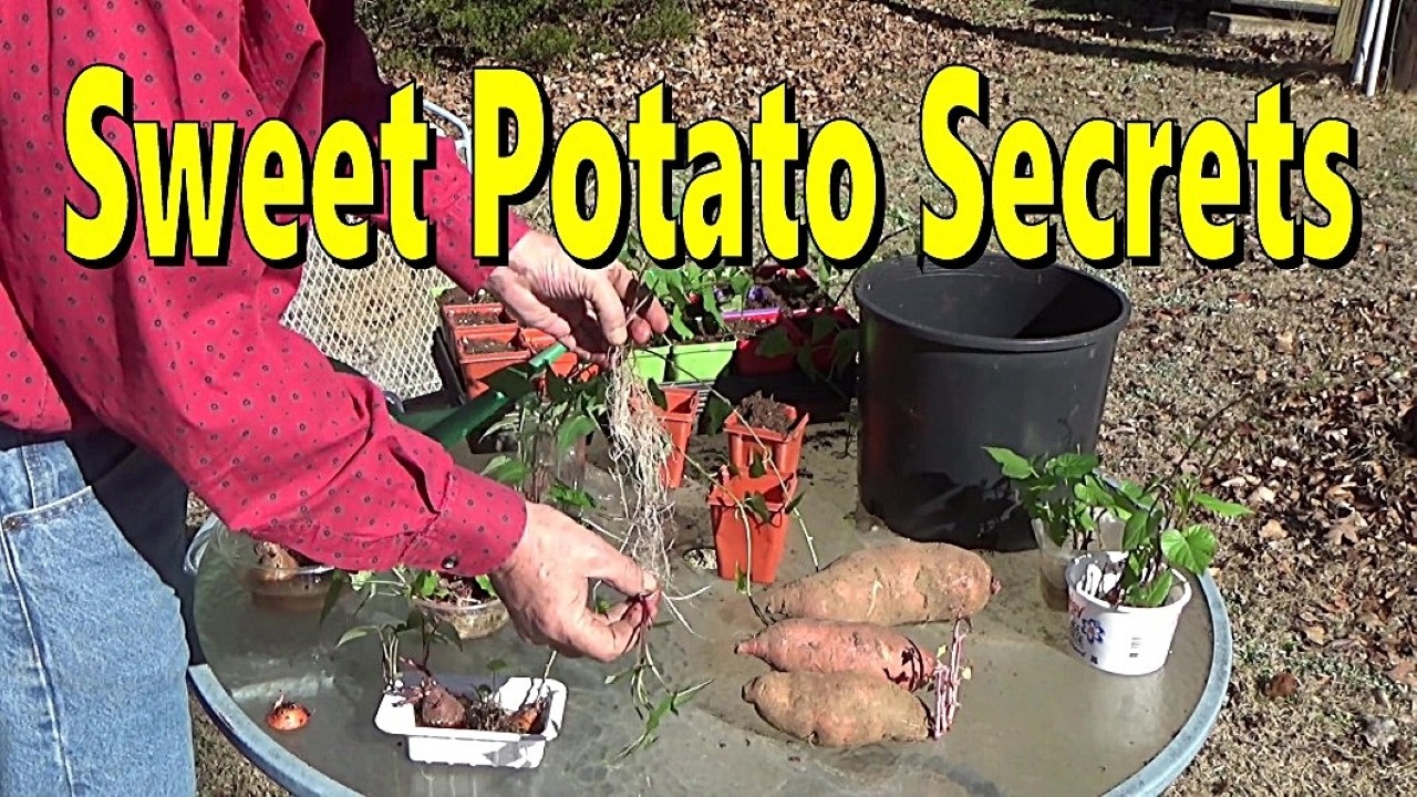 Sweet Potato Secret: Free Food Forever