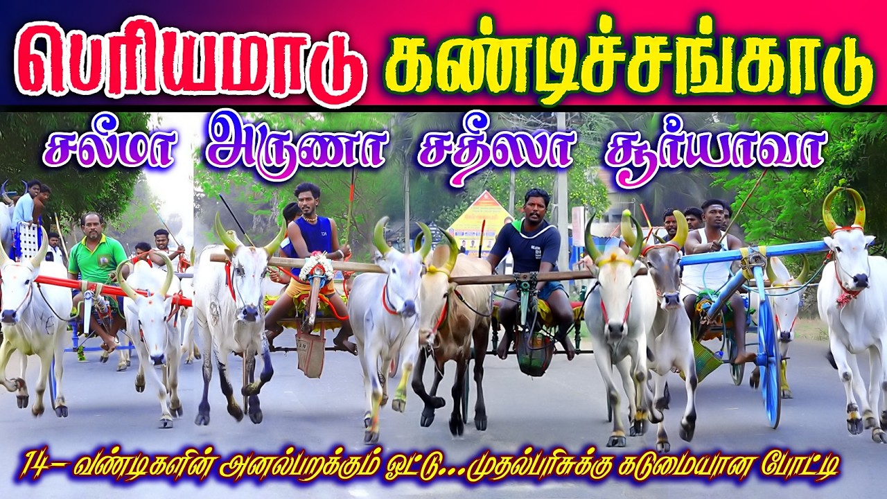 கண்டிச்சங்காடு பெரியமாடு (09.03.2026) பந்தயம் #perai_raj_digital #reklarace