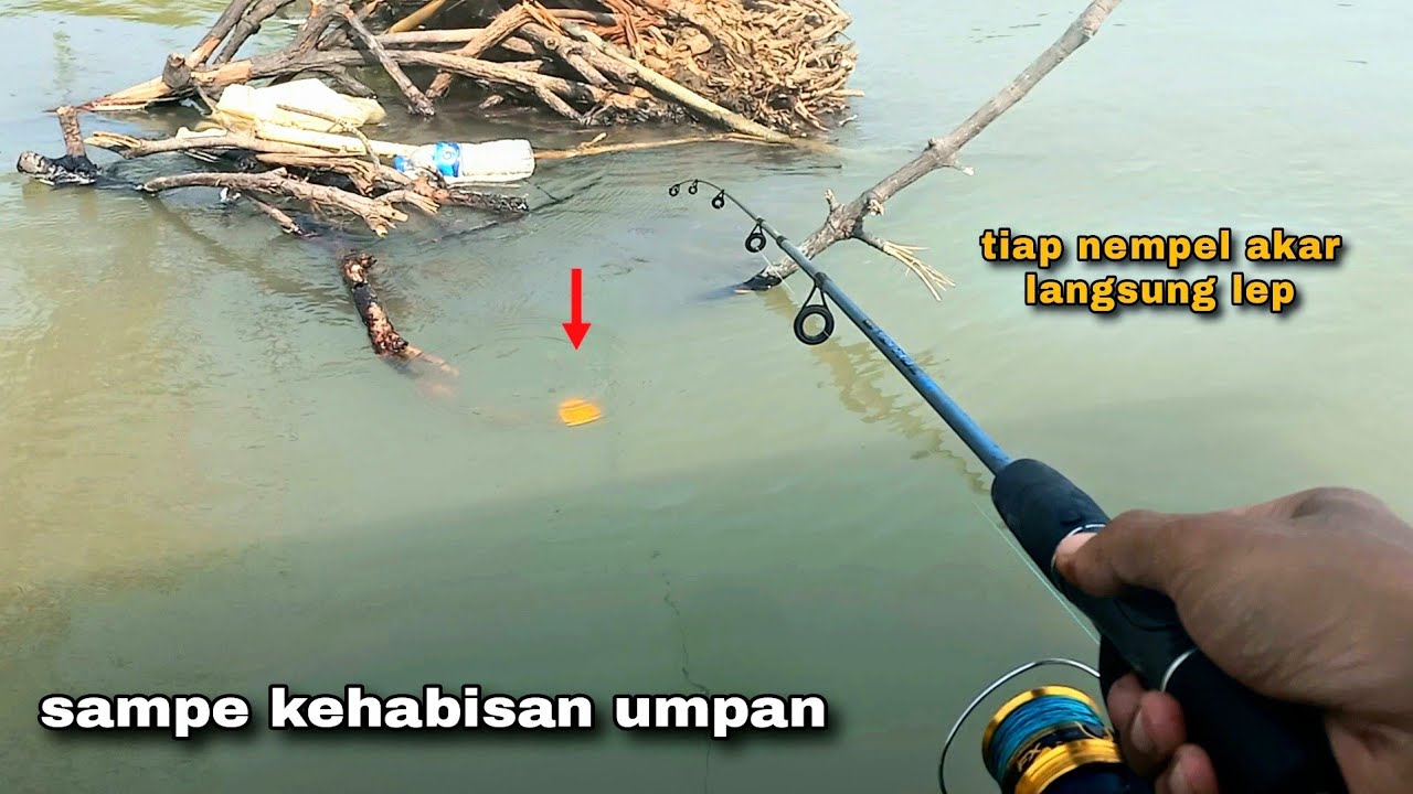 Nyesek..!! Bawa umpan cuma ½ kg doang padahal spot nya gacor sampe kehabisan umpan