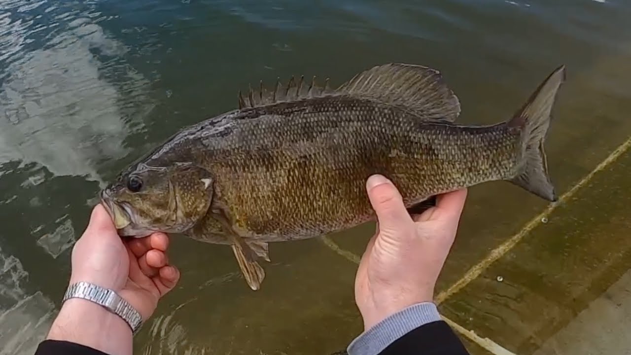 Slayin' Smallmouth Bass from the Shore! Finger Lakes, NY