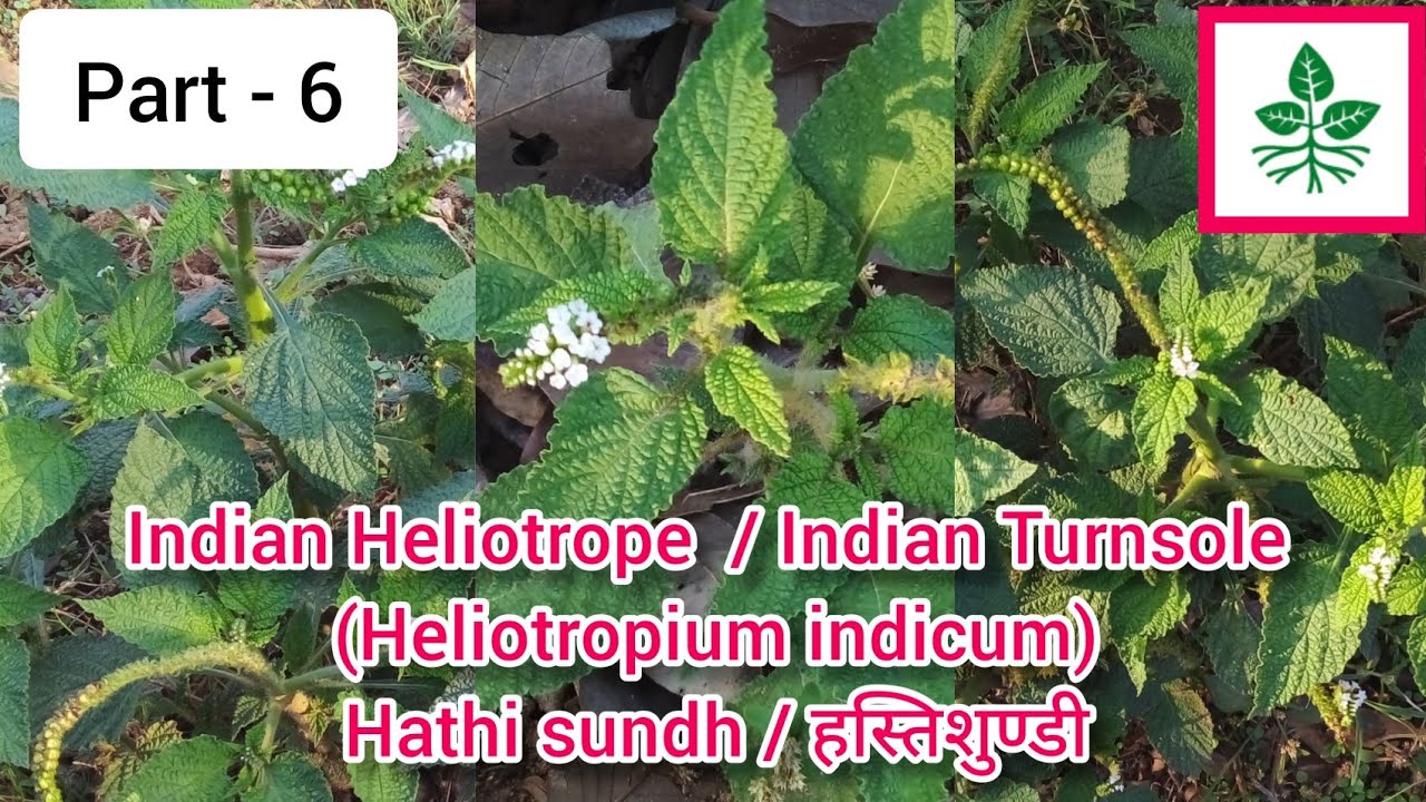 Indian Heliotrope / Indian Turnsole  / Heliotropium indicum / Hasthi sundhi / Hathi sundhi