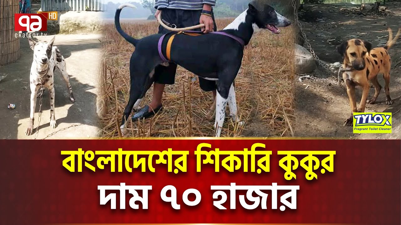 বাংলাদেশের শিকারি কুকুর, পূর্বপুরুষ নেকড়ে বাঘ! | Grey Hound Dog | Ekattor Tv