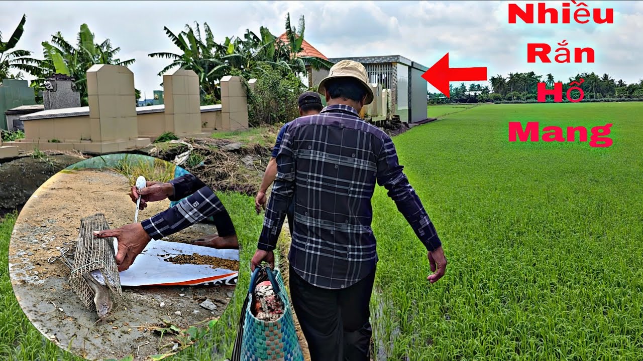 Dàn Trận Thu Phục Rắn Hổ Mang Cực Độc|| Tâm Vện Vlog # 20 