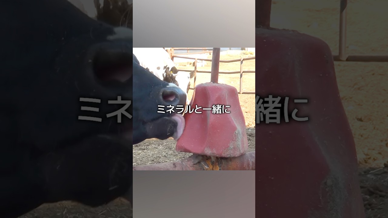 牛が夢中になるキャンディー
