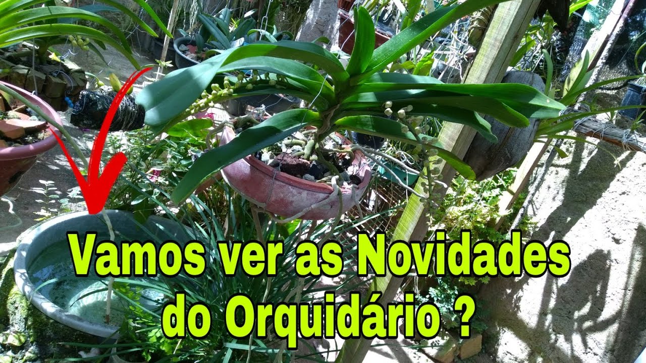 Novidades no Orquidário | Rhynchostylis Gigantea Big Spot - Perfumada | Fonte...💕💕