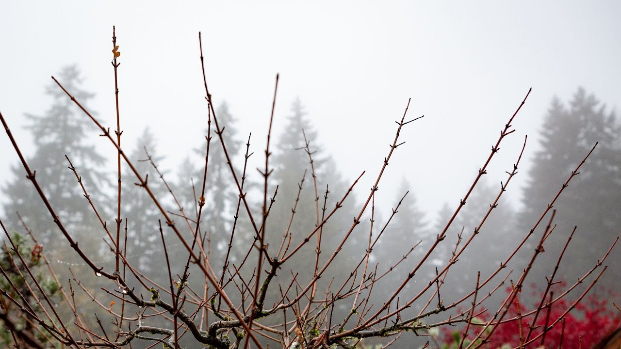 Field-Grown Maple Bonsai Styling | Deciduous Tree Design Techniques