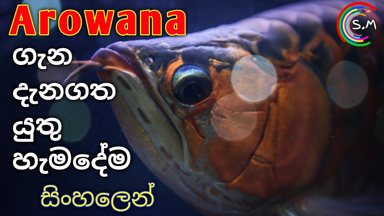 Everything about Arowanas(LUCKY FISH) in Sinhala | CARE sheet