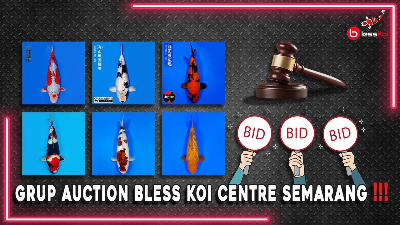 GRUP AUCTION BLESS KOI CENTRE SEMARANG❗️❗️❗