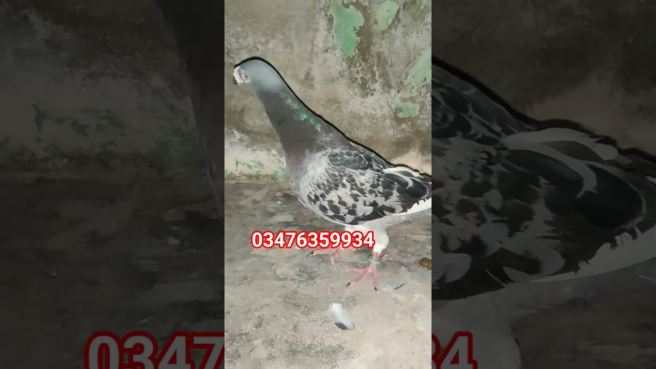 #pigeon #kabootarloft05 #pigeonbreed #kabootar #sarganaloft