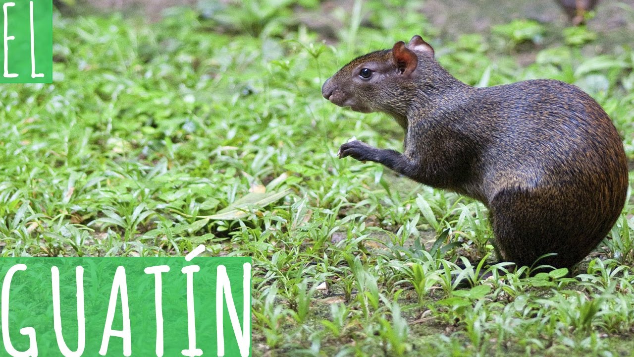EL GUATÍN
