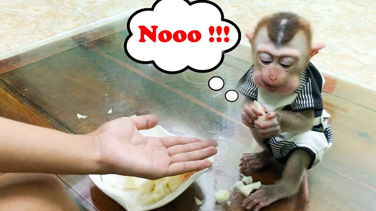 Monkey Bin eats and drinks greedily, even if his mother asks, he won't give him anything