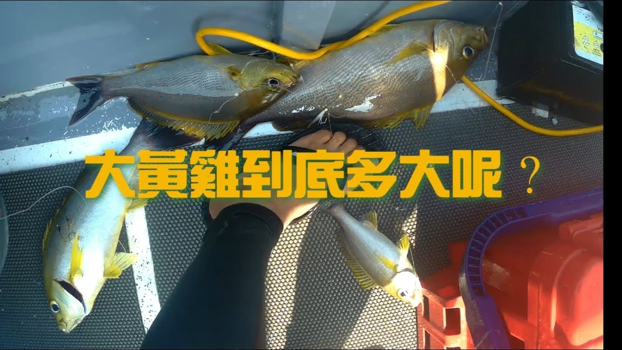 澎湖東吉釣黃雞（附教學）Ft.Taiwan SAME Fishing Tackle