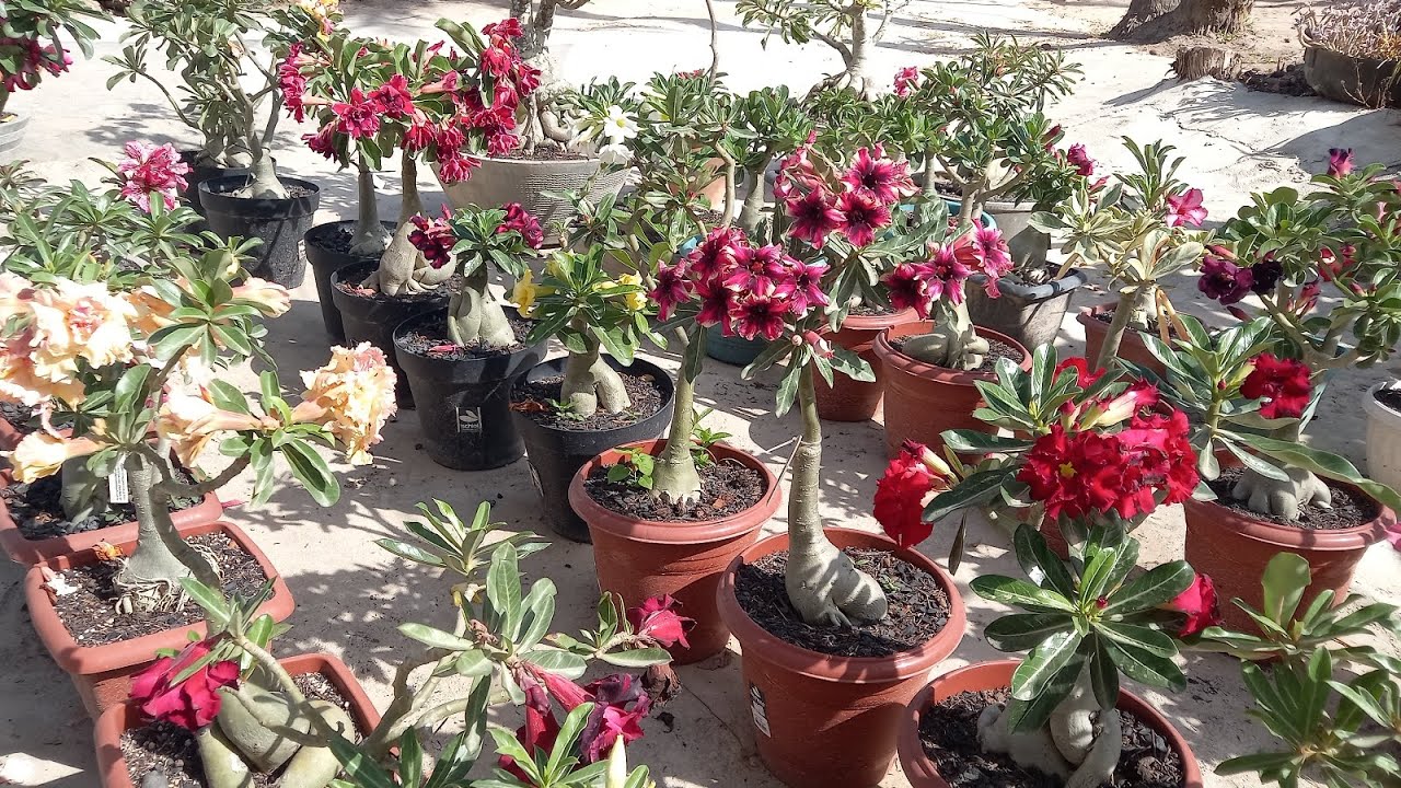 Qual melhor momento pra fazer levantamento de caudex da rosa do deserto 