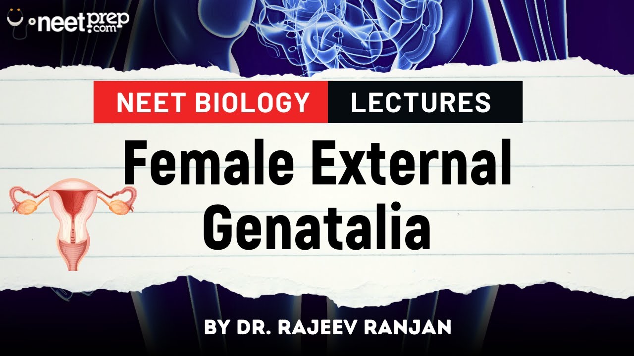 Female External Genatalia | Human Reproduction | Dr  Rajeev Ranjan NEET | NEET 2025 Lectures
