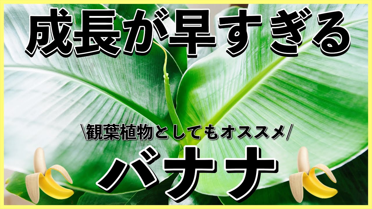 【バナナ】成長が超早い！植え替え＆成長記録【サンジャク・アケビバナナ】