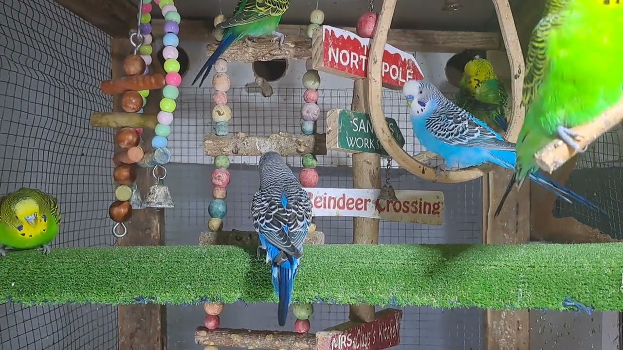 “Parrot got jokes 🤣🦜 #FunnyBird #Trend”