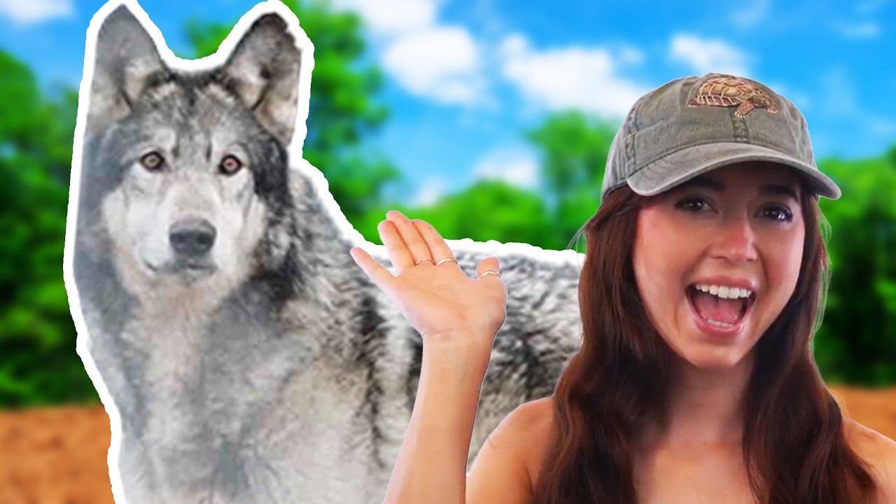 We Drove Through the Night to Rescue a New Wolfdog