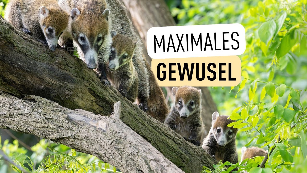 Unglaubliche 10 Nasenbär-Jungtiere! I Tiergarten Schönbrunn
