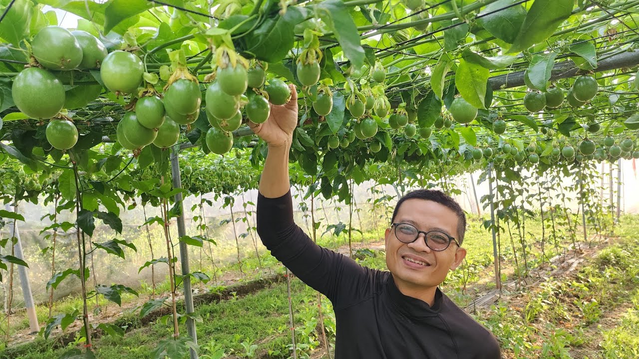 〔利政杰-台農1號百香果〕園區光合菌使用心得（2018年至今）