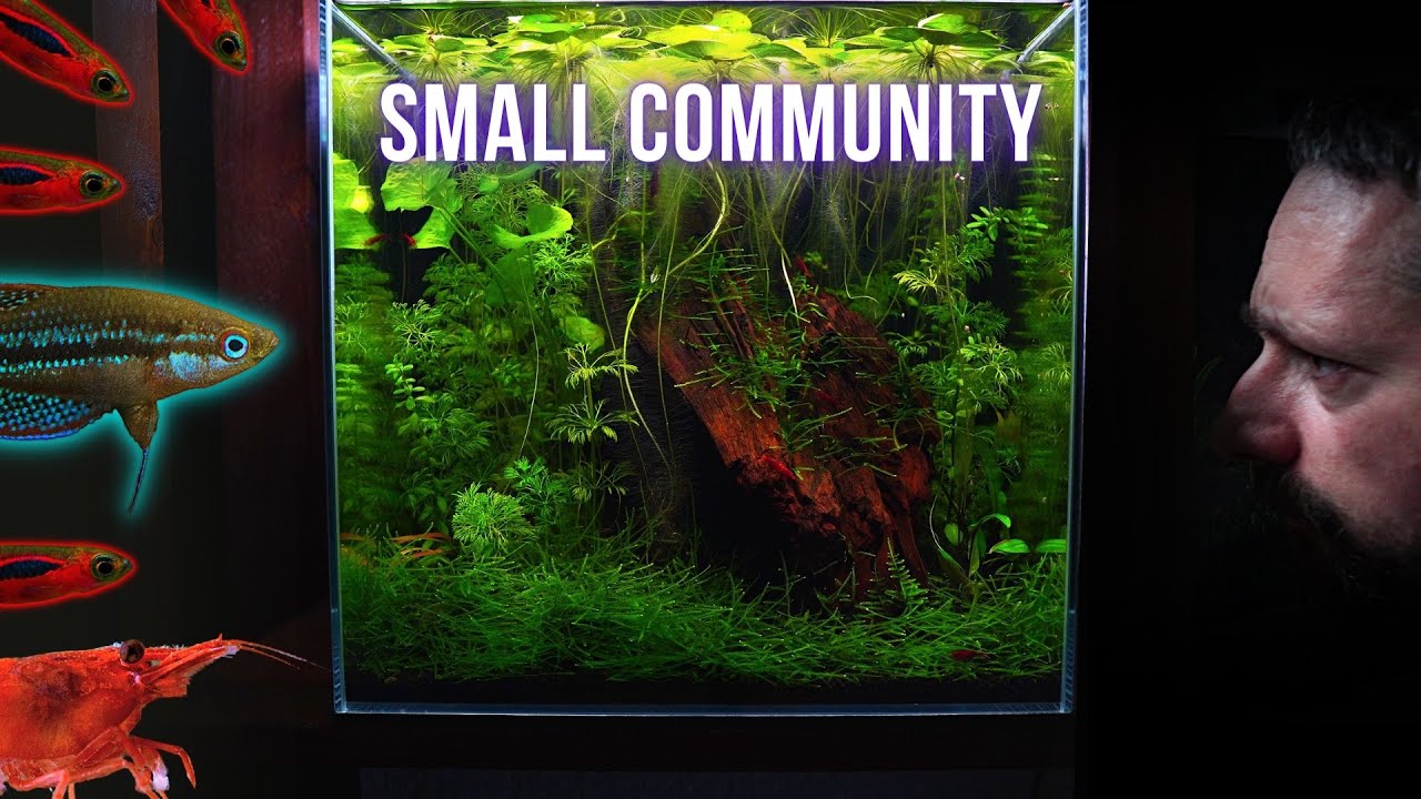 NANO FISH in this PLANTED AQUARIUM live in HARMONY | EP6 MOSS NANO CUBE AQUARIUM