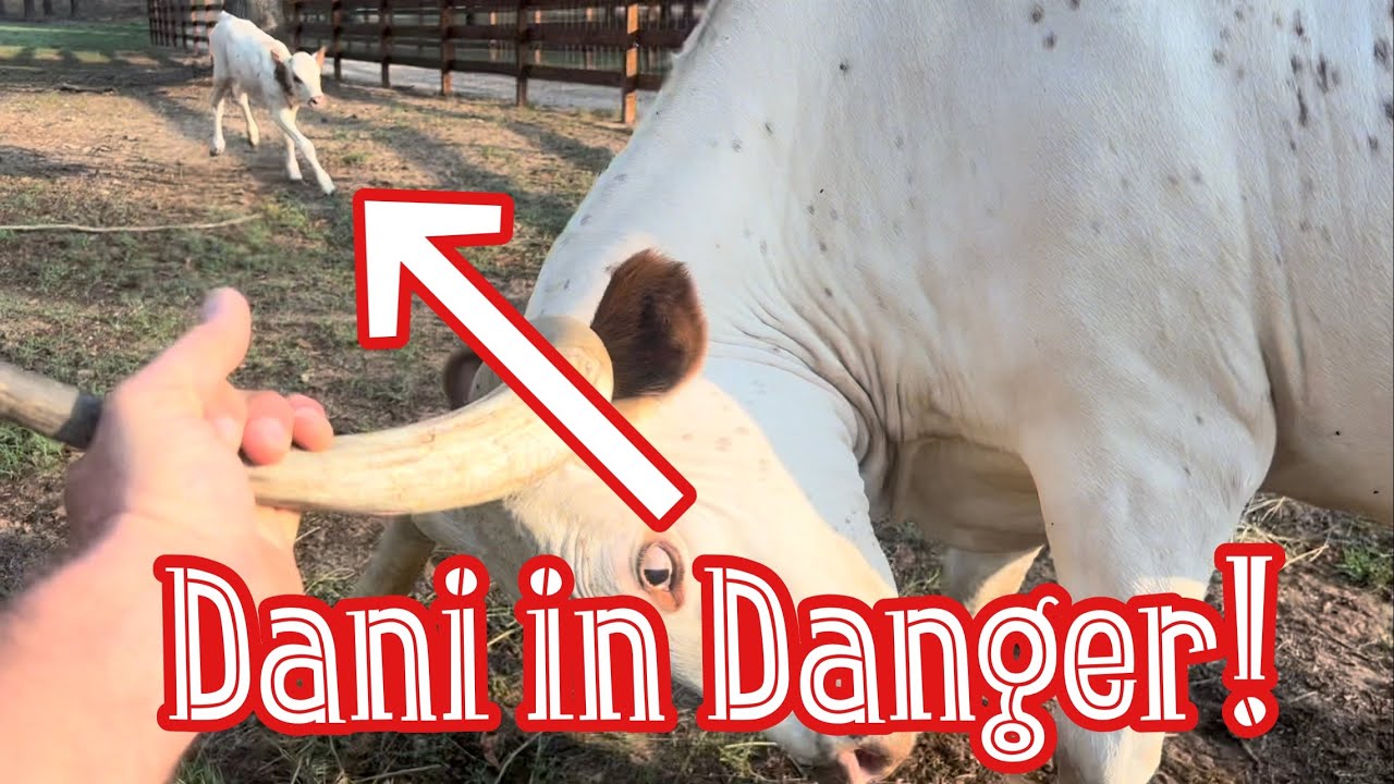 Little Longhorns Face Angry Godmother!