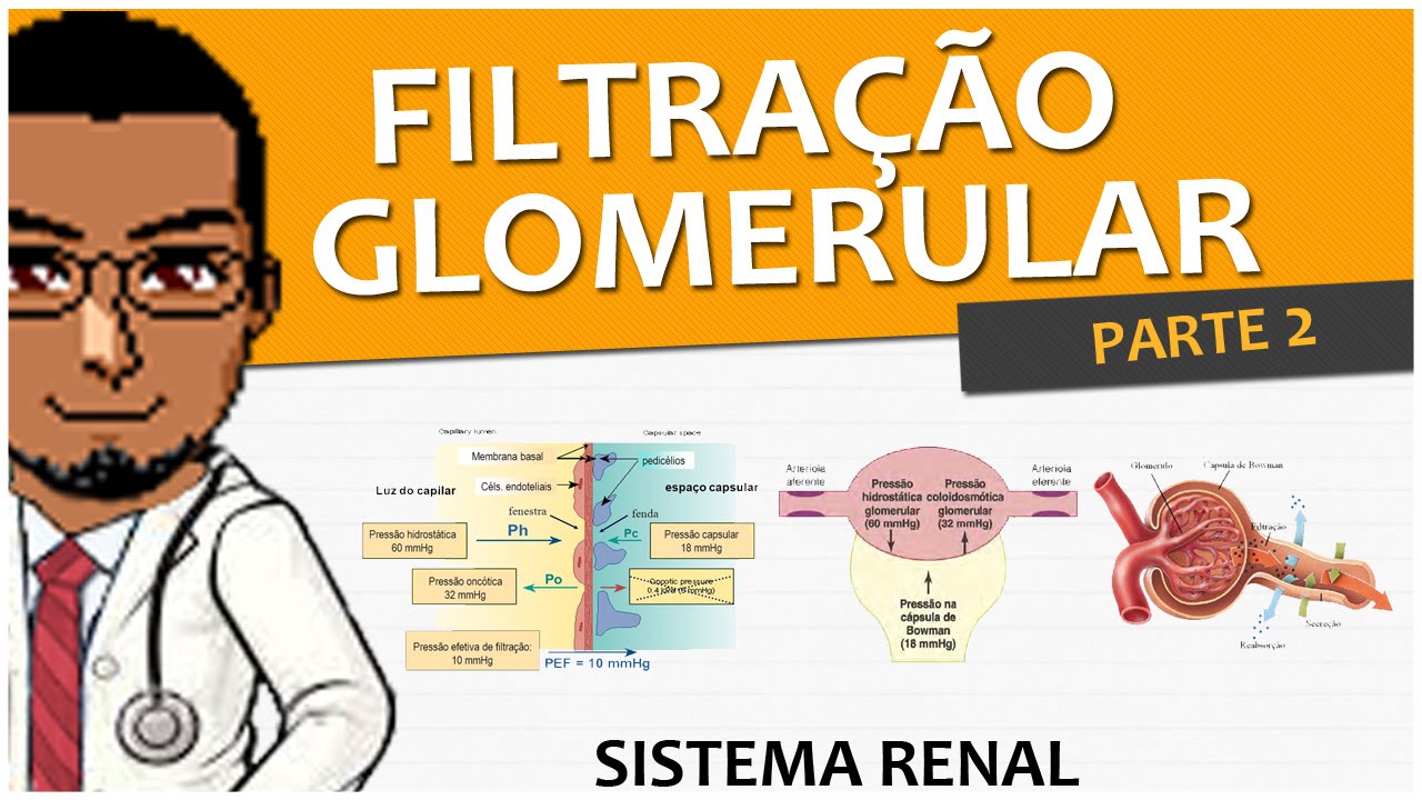 Sistema Excretor / Renal / Urinário 06 - Filtração Glomerular P2 (Fisiologia) - vídeo-aula