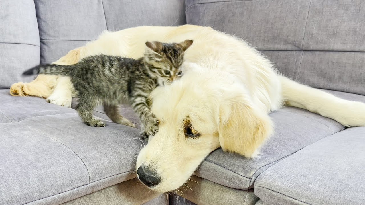 Poor Golden Retriever Attacked by Funny Tiny Kitten!