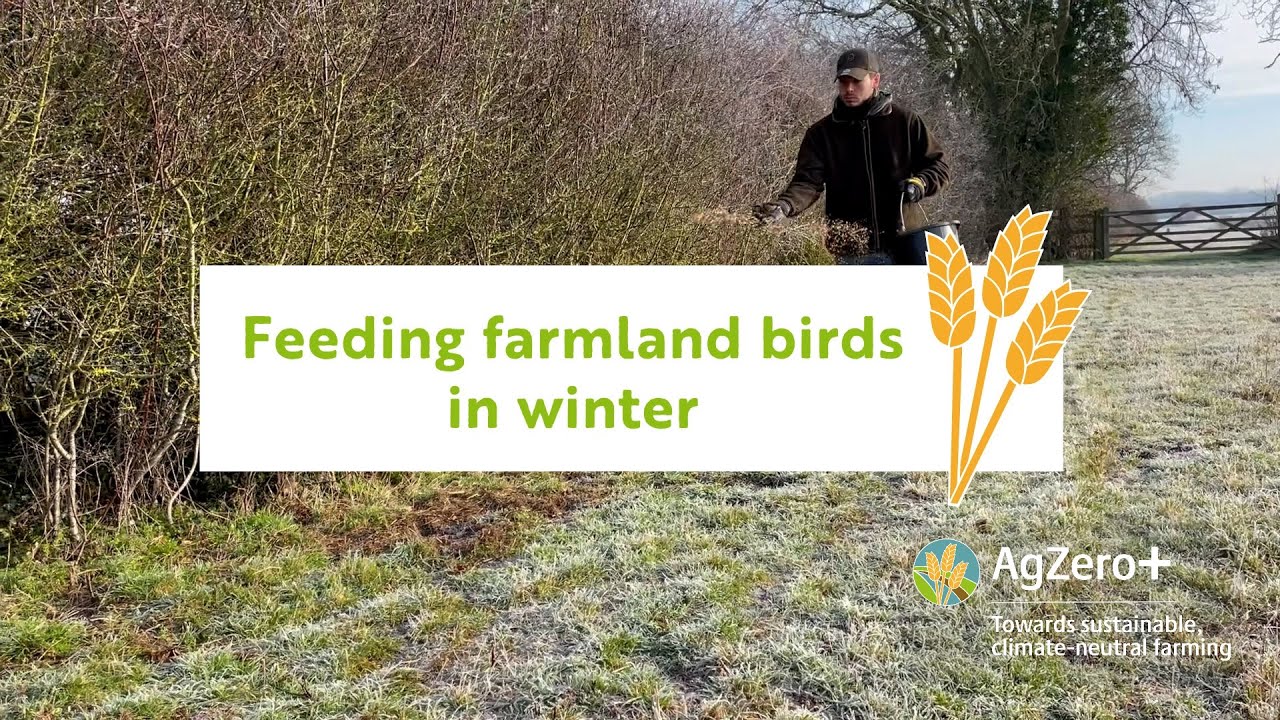 Feeding farmland birds in winter - a practical guide to sustainable farming | AgZero+