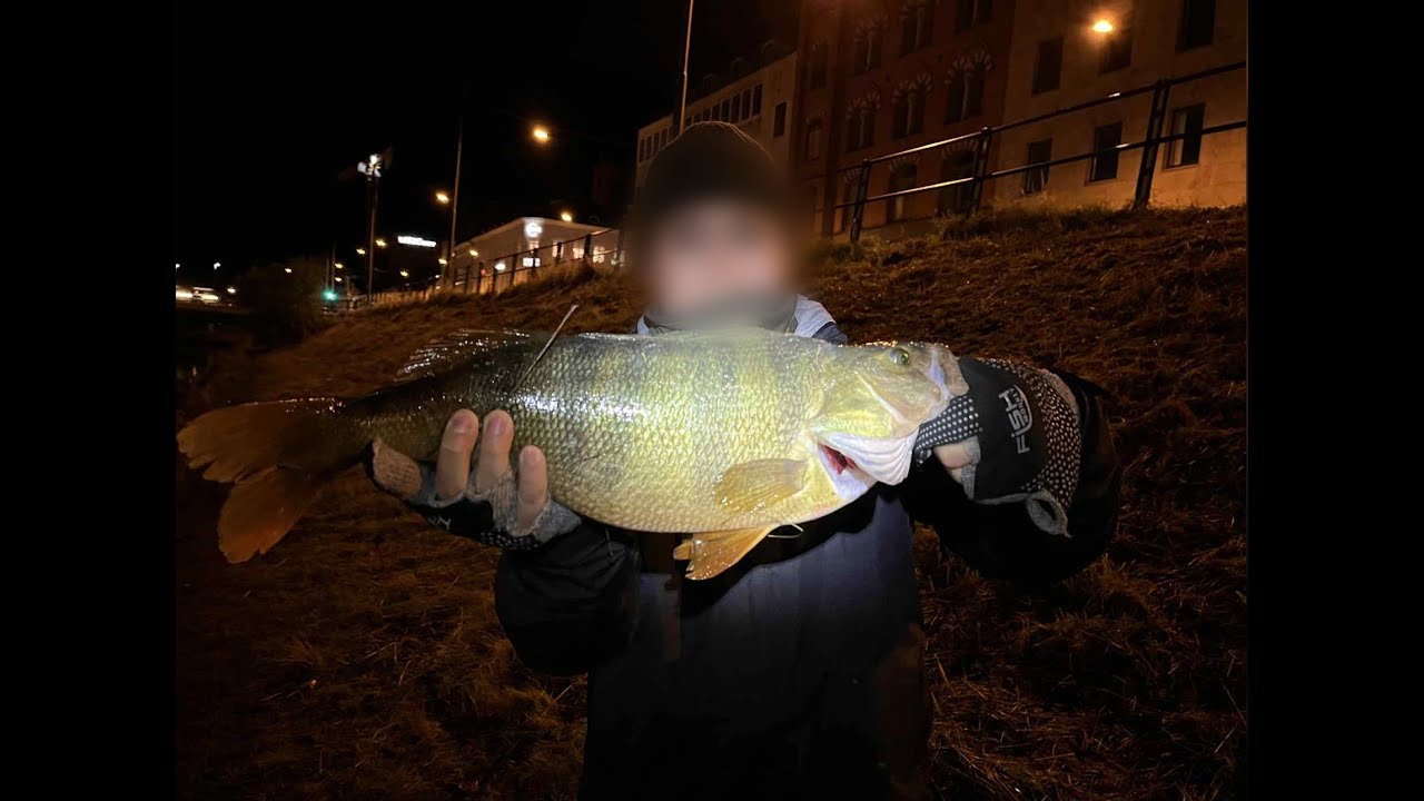 Monster Perch ! | Malmö Canals | Fall Fishing | Giveaway! (Ended)